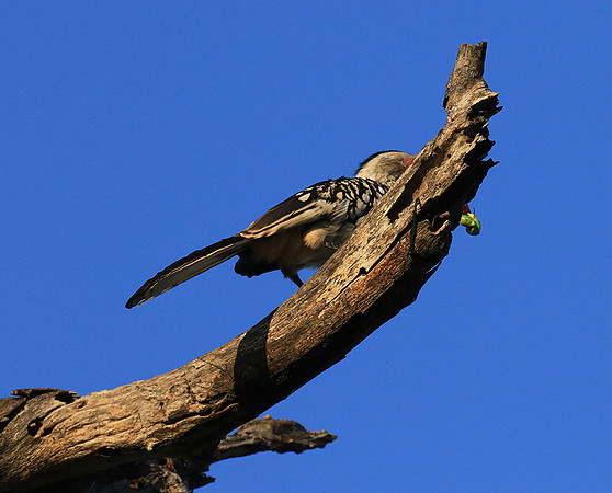 Yellow-billed hornbill - Londolozi game reserve