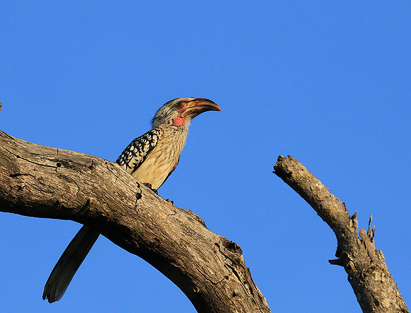 Yellow-billed hornbill - Londolozi game reserve