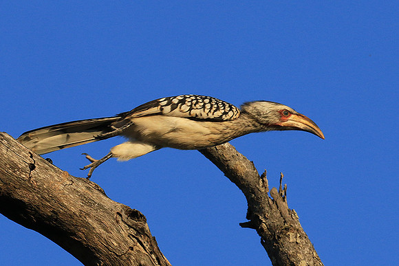 Yellow-billed hornbill - Londolozi game reserve