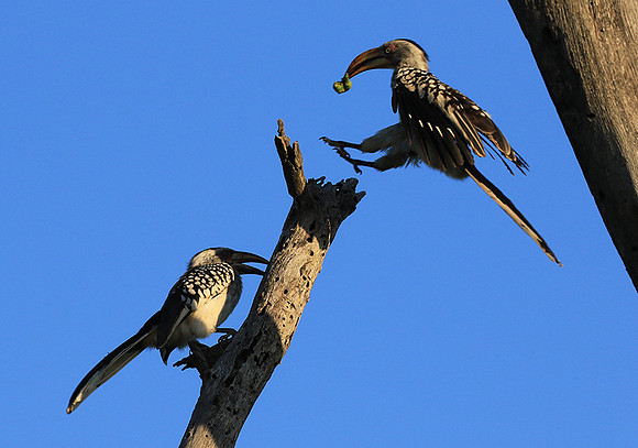 Yellow-billed hornbill - Londolozi game reserve