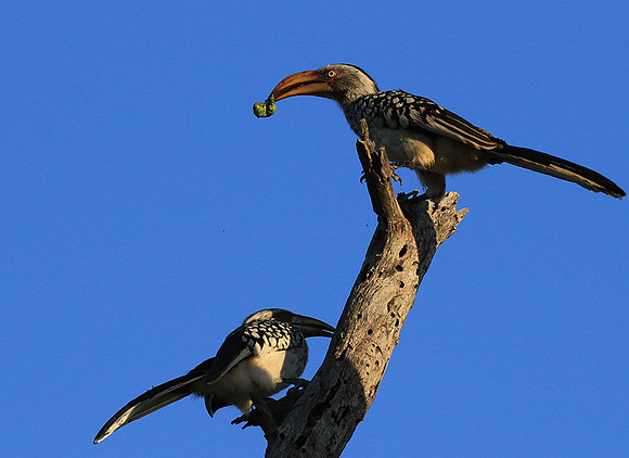 Yellow-billed hornbill - Londolozi game reserve
