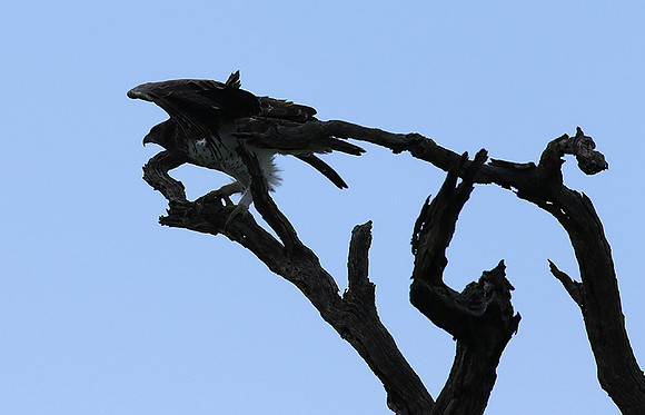 Martial eagle - Londolozi game reserve