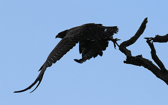 Martial eagle - Londolozi game reserve