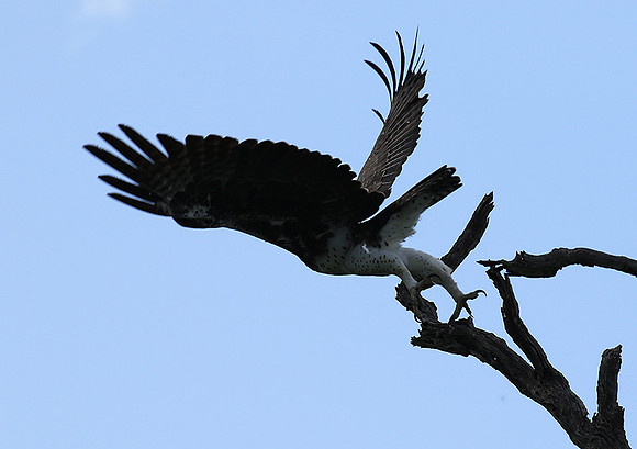 Martial eagle - Londolozi game reserve