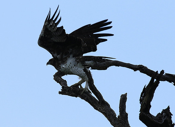 Martial eagle - Londolozi game reserve