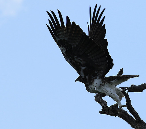 Martial eagle - Londolozi game reserve