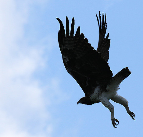 Martial eagle - Londolozi game reserve
