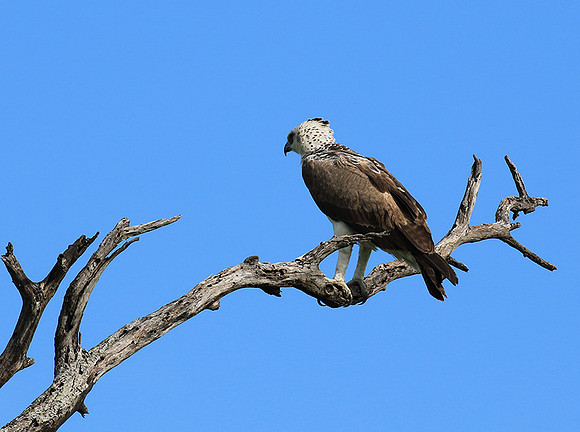 Juvenile martial eagle - Mala Mala game reserve