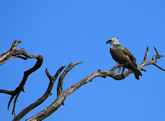 Juvenile martial eagle - Mala Mala game reserve
