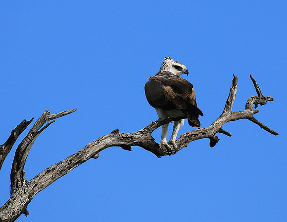 Juvenile martial eagle - Mala Mala game reserve