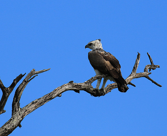 Juvenile martial eagle - Mala Mala game reserve