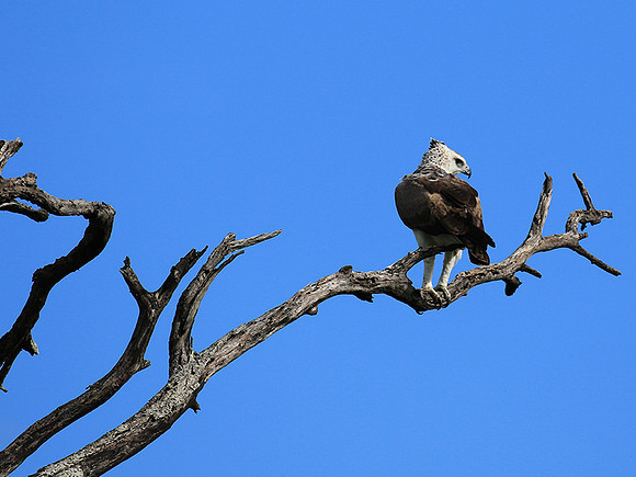 Juvenile martial eagle - Mala Mala game reserve
