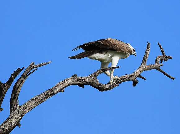 Juvenile martial eagle - Mala Mala game reserve