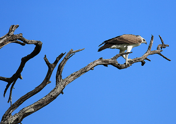 Juvenile martial eagle - Mala Mala game reserve
