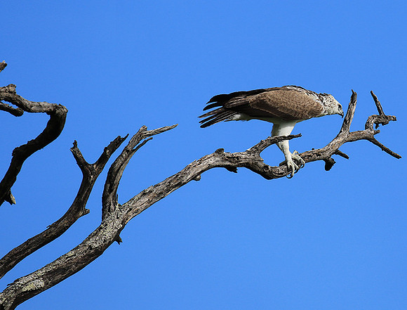 Juvenile martial eagle - Mala Mala game reserve