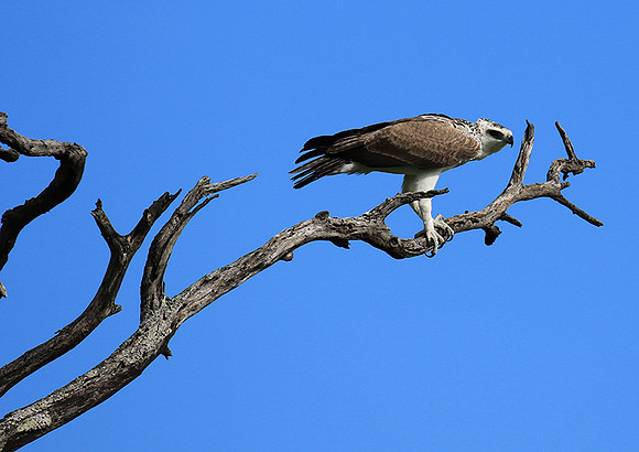Juvenile martial eagle - Mala Mala game reserve
