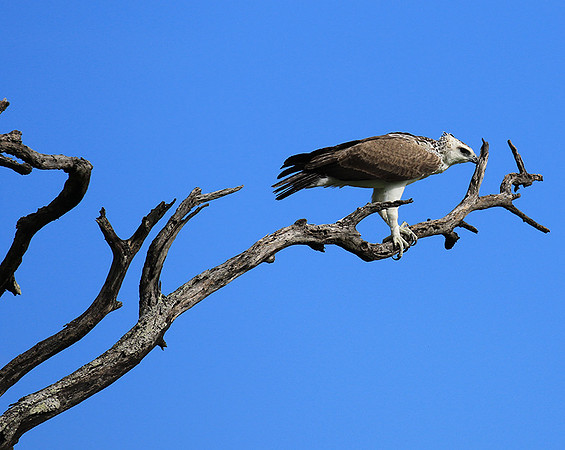 Juvenile martial eagle - Mala Mala game reserve