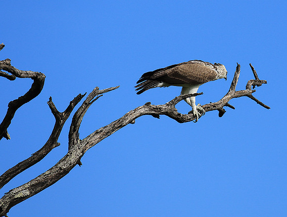 Juvenile martial eagle - Mala Mala game reserve