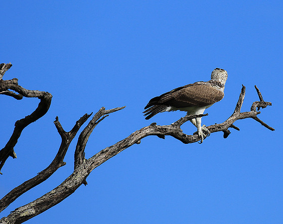 Juvenile martial eagle - Mala Mala game reserve