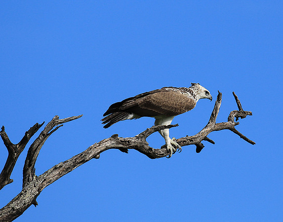 Juvenile martial eagle - Mala Mala game reserve