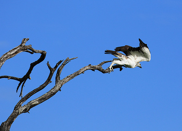 Juvenile martial eagle - Mala Mala game reserve