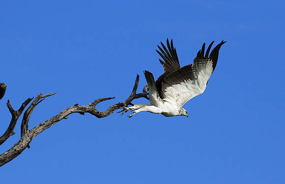 Juvenile martial eagle - Mala Mala game reserve