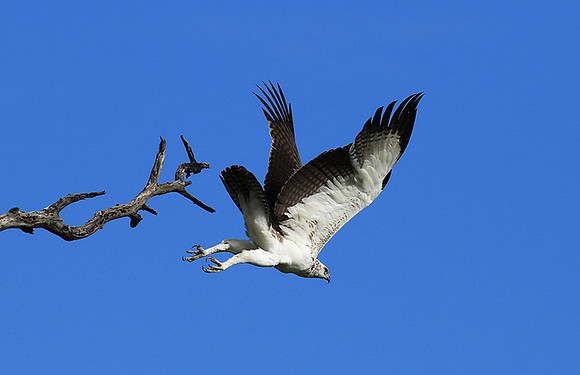 Juvenile martial eagle - Mala Mala game reserve