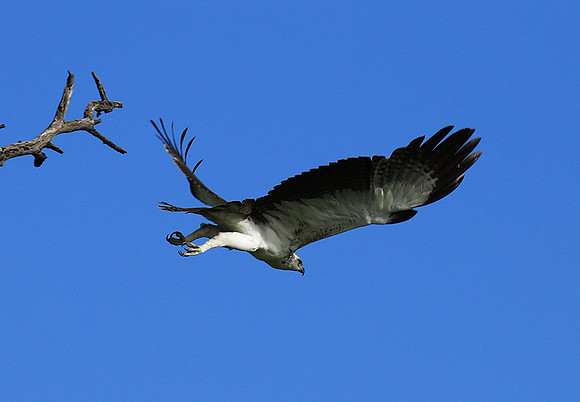 Juvenile martial eagle - Mala Mala game reserve