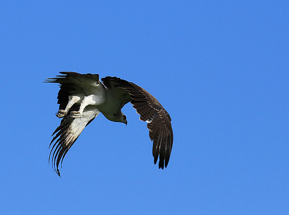 Juvenile martial eagle - Mala Mala game reserve