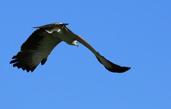 Juvenile martial eagle - Mala Mala game reserve