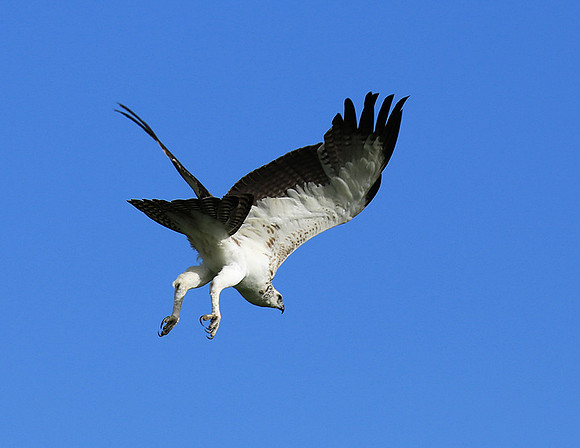 Juvenile martial eagle - Mala Mala game reserve