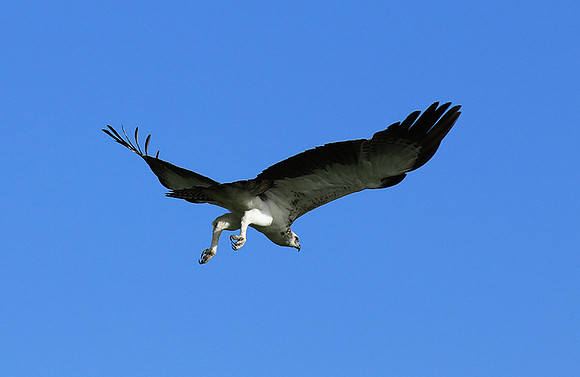 Juvenile martial eagle - Mala Mala game reserve