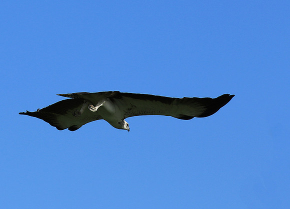 Juvenile martial eagle - Mala Mala game reserve