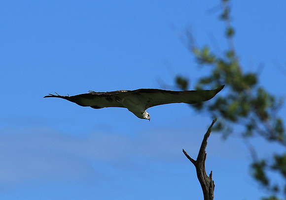 Juvenile martial eagle - Mala Mala game reserve