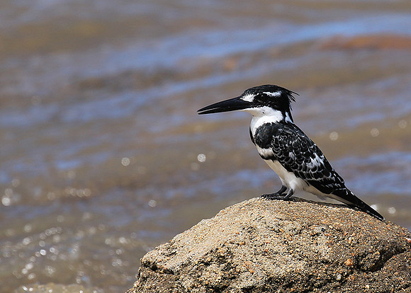 Pied kingfisher - Mala Mala game reserve