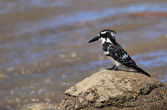 Pied kingfisher - Mala Mala game reserve