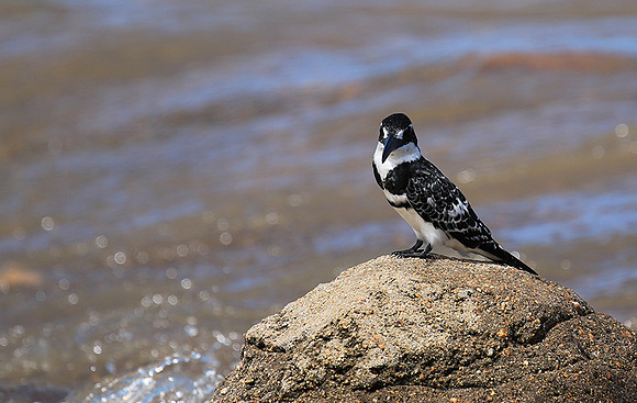Pied kingfisher - Mala Mala game reserve