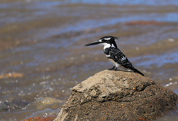 Pied kingfisher - Mala Mala game reserve