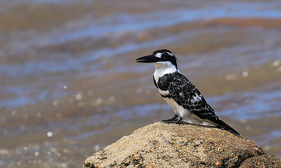Pied kingfisher - Mala Mala game reserve