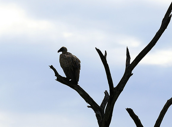 White backed vulture - Mala Mala game reserve