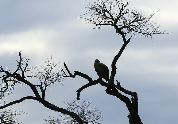 White backed vulture - Mala Mala game reserve