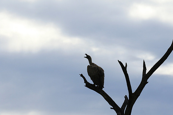 White backed vulture - Mala Mala game reserve