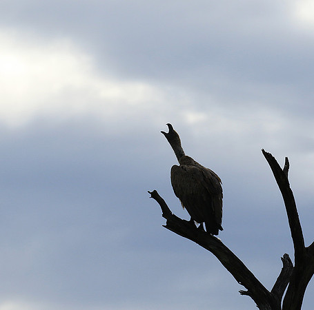 White backed vulture - Mala Mala game reserve