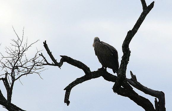White backed vulture - Mala Mala game reserve