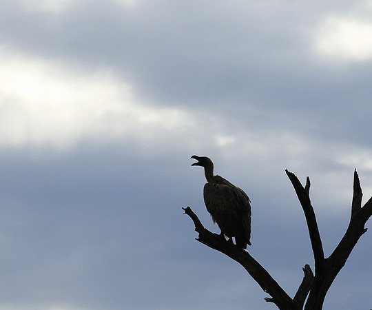 White backed vulture - Mala Mala game reserve
