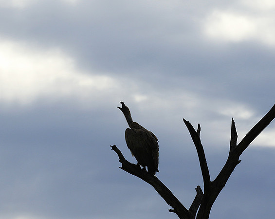 White backed vulture - Mala Mala game reserve