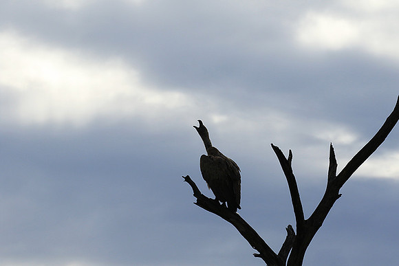 White backed vulture - Mala Mala game reserve