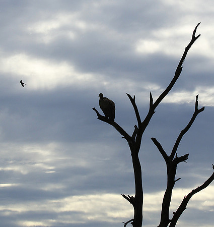 White backed vulture - Mala Mala game reserve