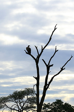 White backed vulture - Mala Mala game reserve