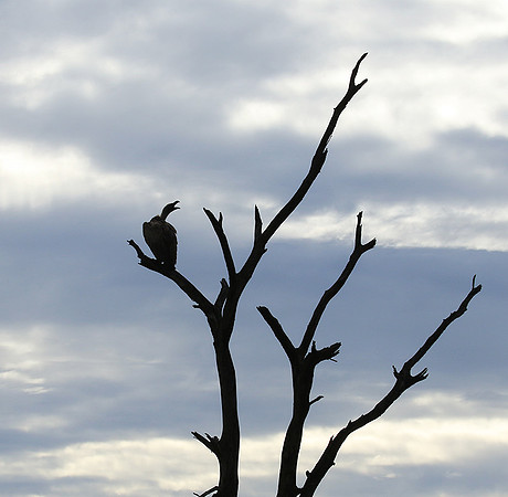 White backed vulture - Mala Mala game reserve